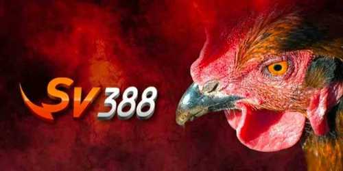 awin68 Tổng quan về chuyên mục đá gà SV388